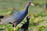 _MG_7813 Purple Gallinule.jpg
