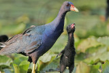_MG_7814 Purple Gallinule.jpg