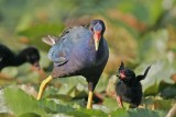 _MG_7829 Purple Gallinule.jpg