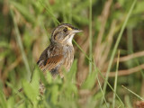 _MG_4674 Seaside Sparrow.jpg