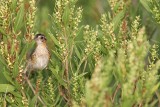 _MG_4769 Seaside Sparrow.jpg