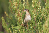 _MG_4775 Seaside Sparrow.jpg