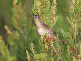 _MG_4793 Seaside Sparrow.jpg