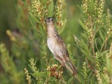 _MG_4797 Seaside Sparrow.jpg
