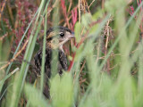 _MG_5048 Seaside Sparrow.jpg