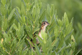 _MG_5073 Seaside Sparrow.jpg