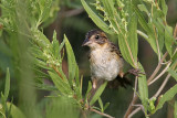 _MG_5096 Seaside Sparrow.jpg