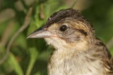 _MG_5297 Seaside Sparrow.jpg