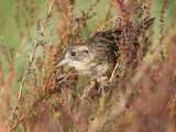 _MG_5541 Seaside Sparrow.jpg