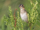 _MG_5599 Seaside Sparrow.jpg