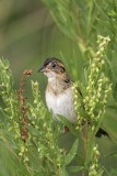 _MG_5628 Seaside Sparrow.jpg