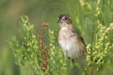 _MG_5636 Seaside Sparrow.jpg