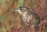 _MG_5714 Seaside Sparrow.jpg