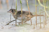 _MG_5811 Seaside Sparrow.jpg