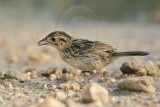 _MG_5826 Seaside Sparrow.jpg