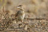 _MG_5859 Seaside Sparrow.jpg