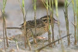 _MG_5892 Seaside Sparrow.jpg