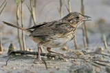 _MG_5943 Seaside Sparrow.jpg