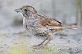 _MG_5992 Seaside Sparrow.jpg