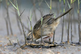 _MG_6011 Seaside Sparrow.jpg