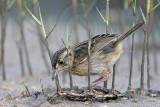 _MG_6014 Seaside Sparrow.jpg