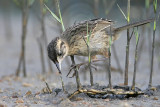 _MG_6016 Seaside Sparrow.jpg