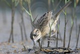 _MG_6018 Seaside Sparrow.jpg