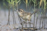 _MG_6021 Seaside Sparrow.jpg