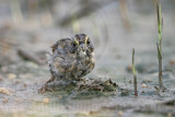 _MG_6082 Seaside Sparrow.jpg