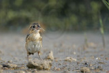 _MG_6087 Seaside Sparrow.jpg