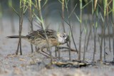 _MG_6092 Seaside Sparrow.jpg