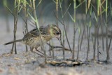 _MG_6093 Seaside Sparrow.jpg