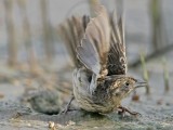 _MG_6143 Seaside Sparrow.jpg