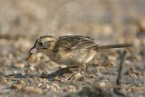 _MG_6215 Seaside Sparrow.jpg