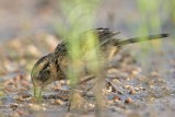 _MG_6238 Seaside Sparrow.jpg