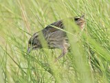 _MG_6299 Seaside Sparrow.jpg