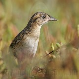 _MG_6317 Seaside Sparrow.jpg