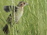 _MG_6327 Seaside Sparrow.jpg
