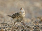_MG_6334 Seaside Sparrow.jpg