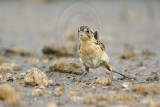 _MG_6388 Seaside Sparrow.jpg