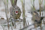 _MG_6486 Seaside Sparrow.jpg