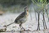 _MG_6526 Seaside Sparrow.jpg