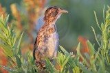 _MG_9331 Seaside Sparrow.jpg