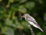 _MG_4766 Eastern Wood-Pewee.jpg