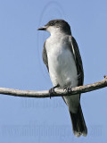 _MG_4732 Eastern Kingbird.jpg