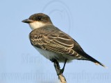 _MG_5790 Eastern Kingbird.jpg