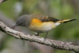 _MG_5836 American Redstart.jpg