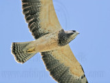 _MG_6317 Swainsons Hawk.jpg