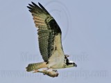 _MG_4467 Osprey.jpg