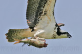 _MG_4470 Osprey.jpg